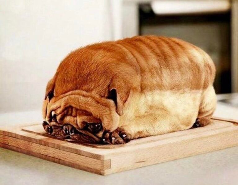 Why Do Dogs Like Bread So Much