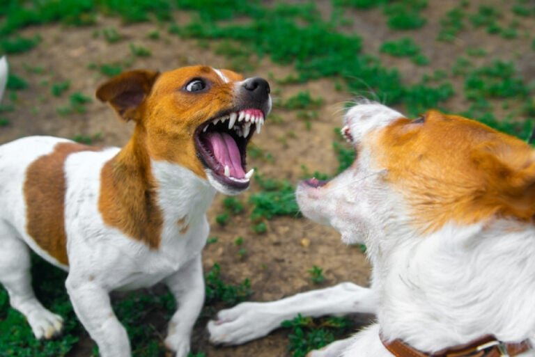 Why Do Dogs Interrupt Sex