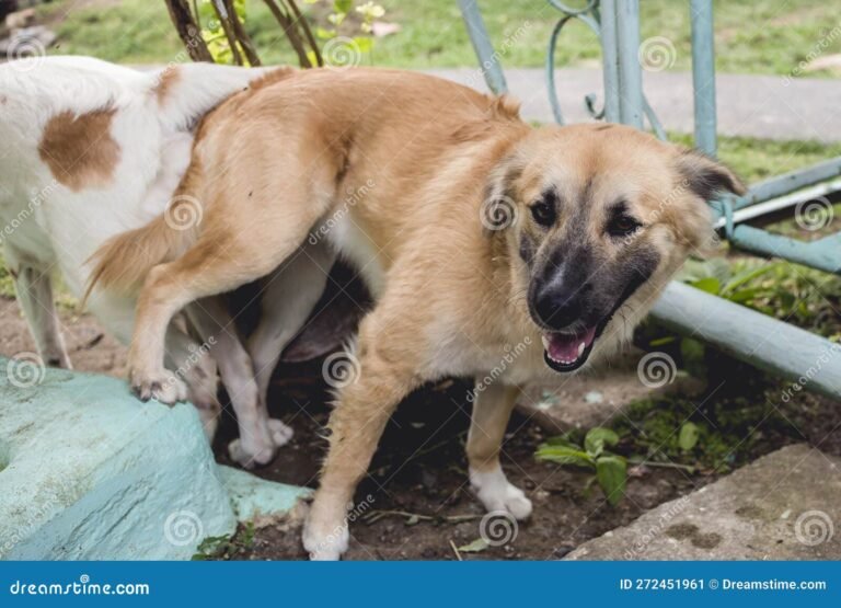 Why Do Dogs Stick Together When Mating