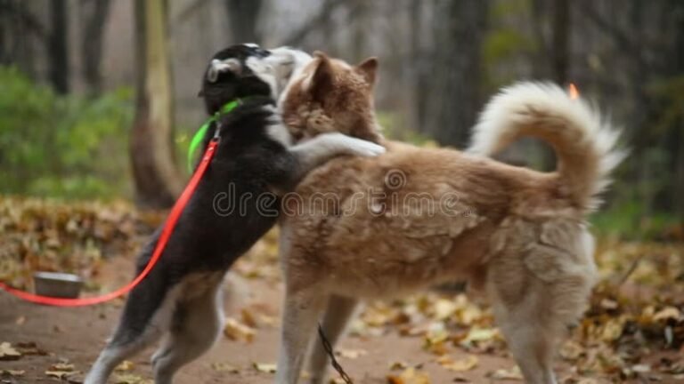 Why Do My Dogs Make Out With Each Other