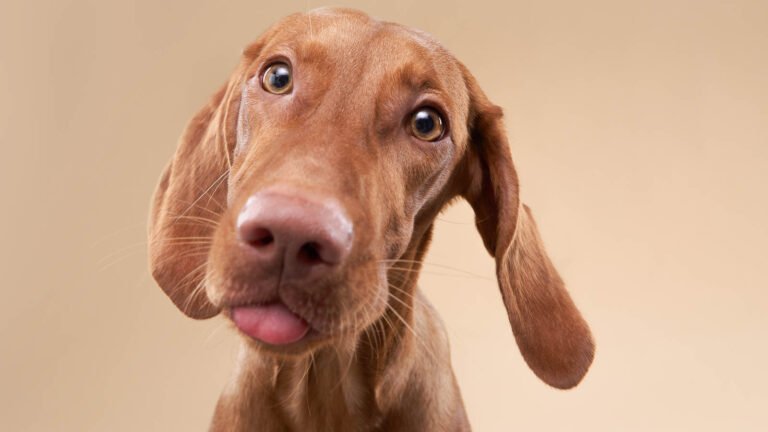 Why Are Dogs So Expressive