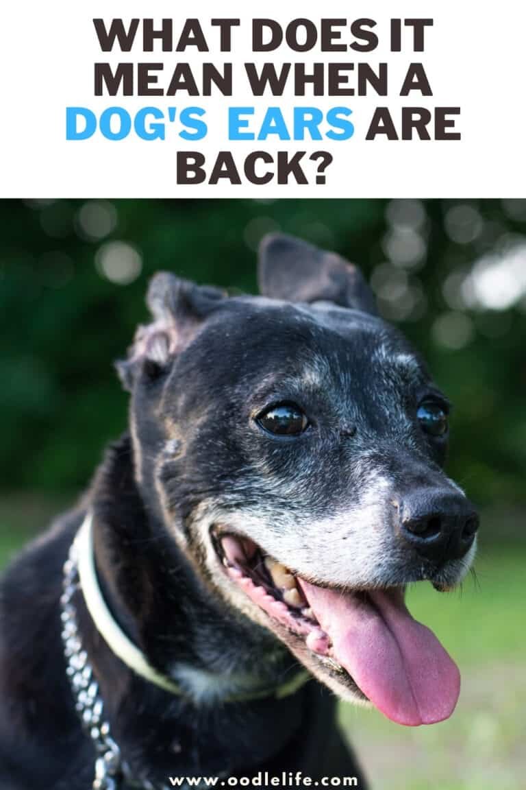 Why Do Dogs Ears Go Back When Happy