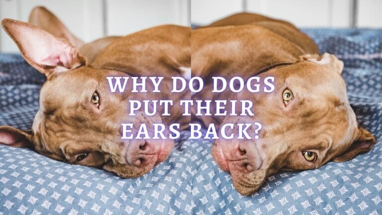 Why Do Dogs Flatten Their Ears