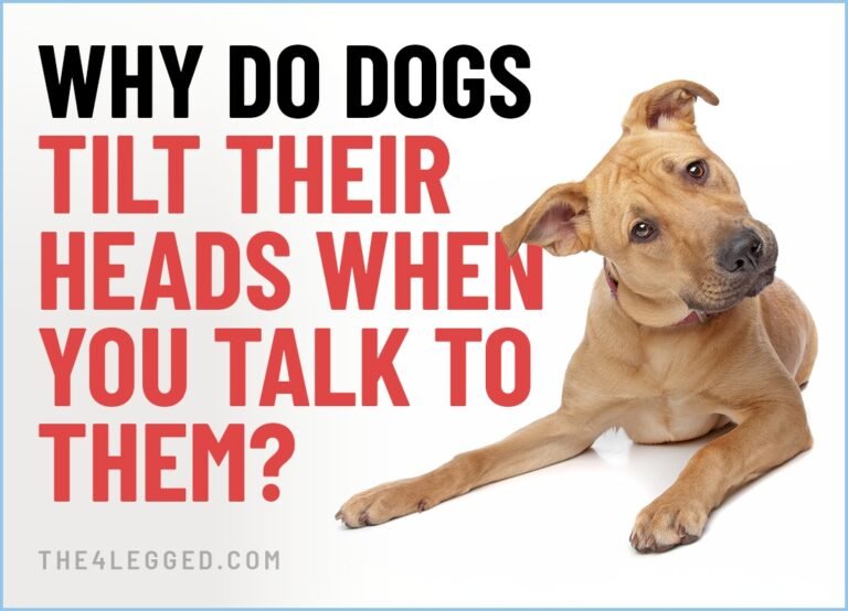 Why Does My Dog Talk To Me