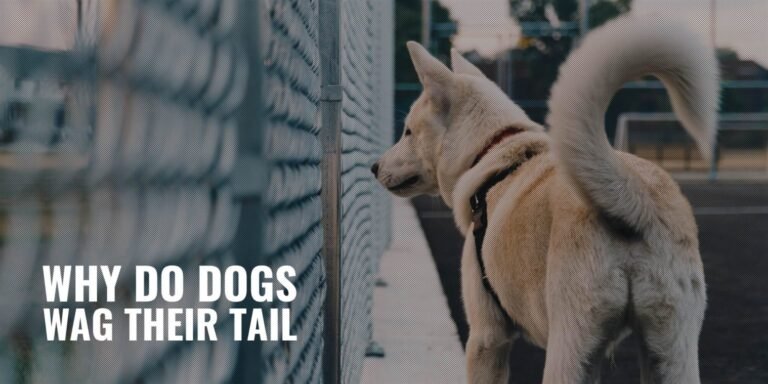 Why Do Dogs Drop Their Tails